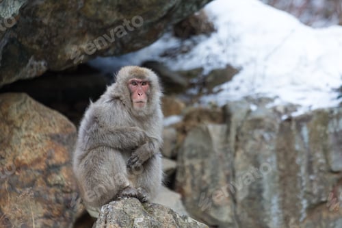 Preview: Snow monkey