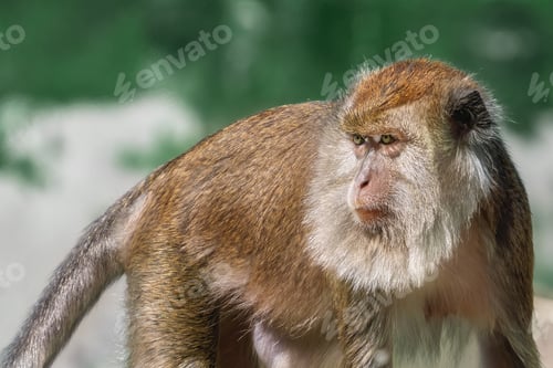 Preview: Crab eating Macaque (Macaca fascicularis)