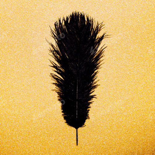 Preview: Black feather on a gold background. Minimal object
