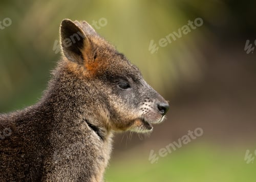 Preview: Selective focus shot of a wallaby