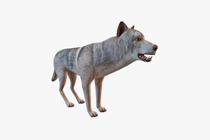 Preview: Grey wolf in profile, mouth open