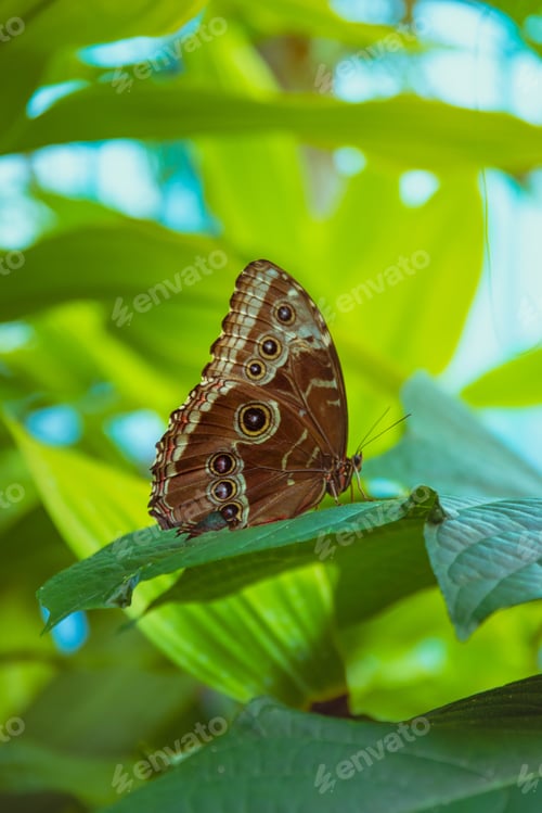 Preview: Beautiful butterfly insect nature bug