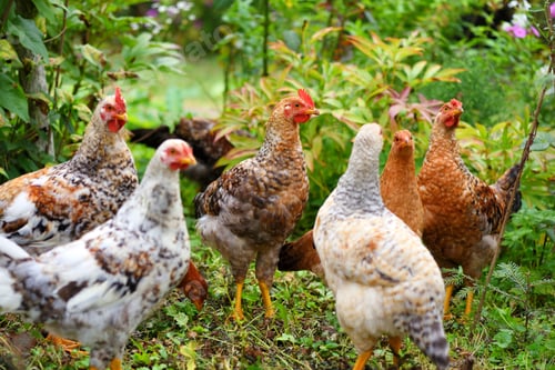 Preview: Hens in field organic farm. Free range chickens on a lawn