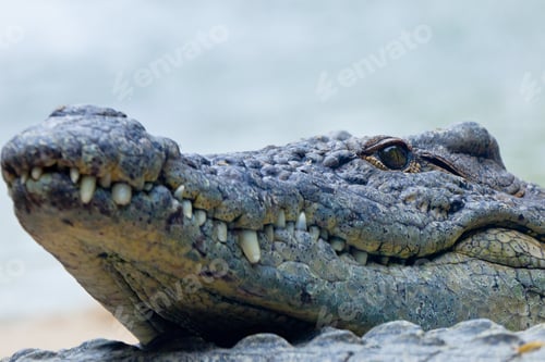 Preview: A nile crocodile, Crocodylus niloticus