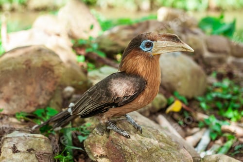 Preview: Hornbill bird .