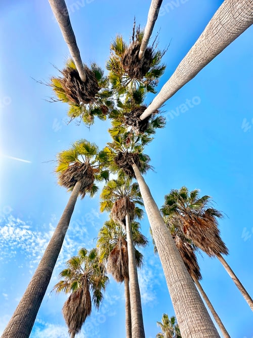 Preview: Top View Tropical Palm Trees Garden Over Road in Front on Blue Sky With White Clouds Background
