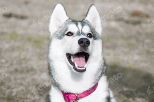 Preview: portrait of husky dog,