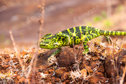 Preview: The Indian Chameleon, Chamaeleo zeylanicus in the forest.