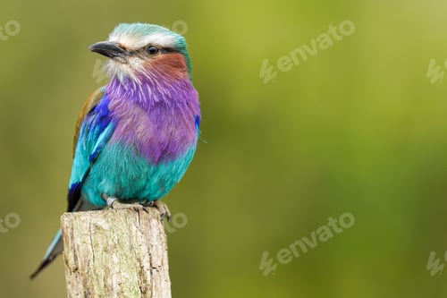 Preview: Closeup of an adorable Lilac-breasted roller perched on the top of a wooden pole on green background