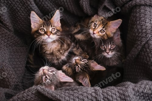 Preview: Maine Coon kittens 2 months old in a box