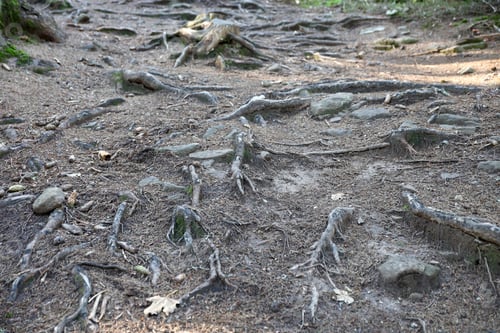 Preview: Many big and visible roots of old tree in mountain area forest