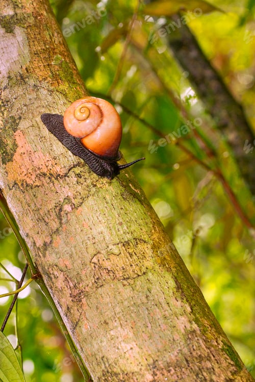Preview: Giant Tree Snail, Sinharaja National Park Rain Forest, Sri Lanka