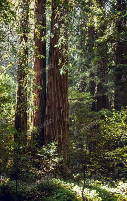 Preview: High green trees in forest in summer