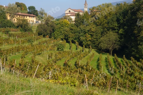 Preview: Vineyards in the park of Curone, Lecco province, Italy