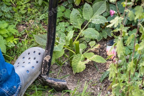 Preview: The gardener is digging with a shovel. A man works with garden flowers. Dahlias in the ground.