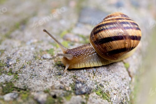 Preview: A snail crawls on a gray stone close-up