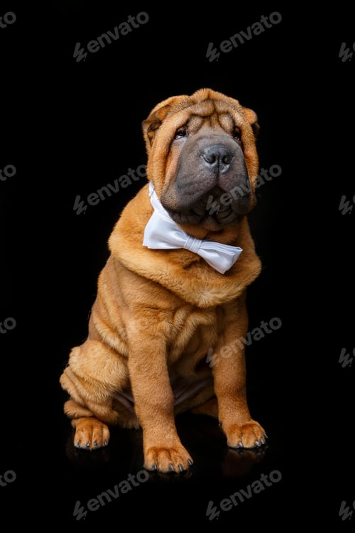 Preview: shar pei puppy with white bow tie