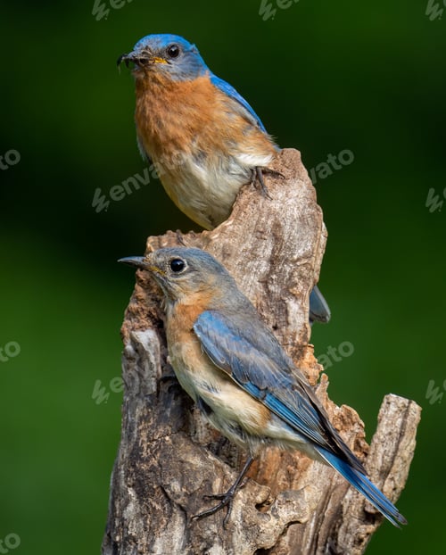Preview: Pair of Eastern Bluebirds