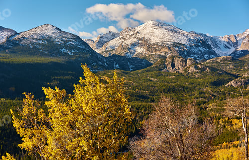 Preview: Aspen grove at autumn in Rocky Mountains