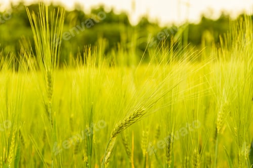 Preview: Green wheat