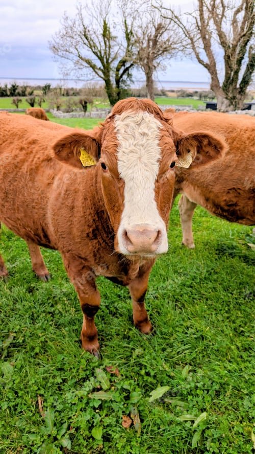 Preview: Peaceful Irish Cows Grazing on Green Pasture by the Corrib lake in Galway Countryside,