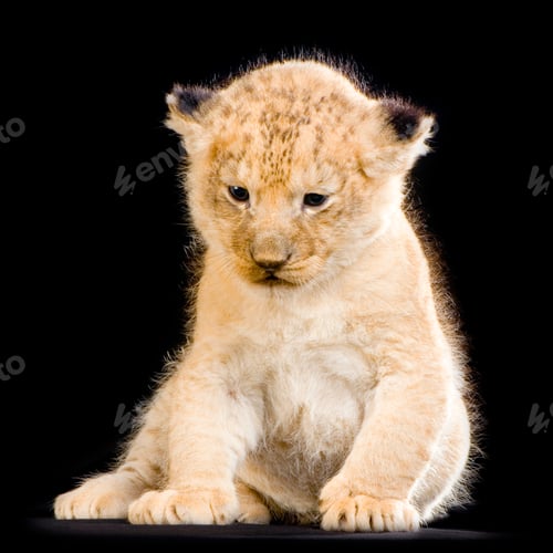Preview: Lion Cub sitting