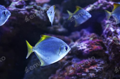 Preview: Beautiful silver moony fish in clear aquarium