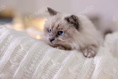 Preview: Cute cat lying on knitted blanket at home. Warm and cozy winter
