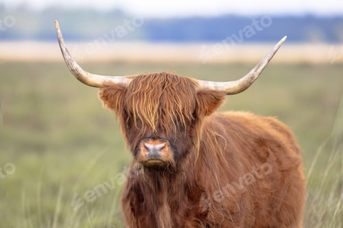 Preview: Highland Cattle in nature reserve