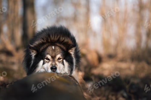 Preview: Portrait of Finnish Lapphund dog