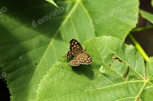 Preview: Pararge aegeria. Daytime butterfly sitting on green leaves