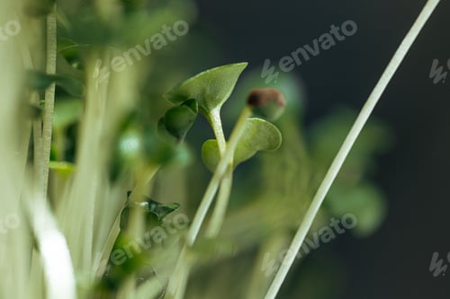 Preview: Close-up of young green sprouts of micro greens