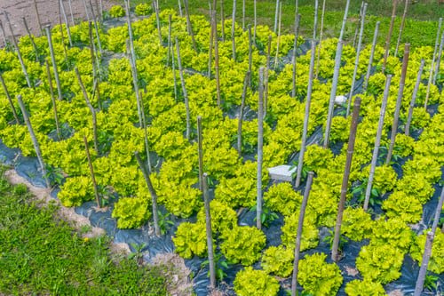 Preview: A field of green plants with yellow stems