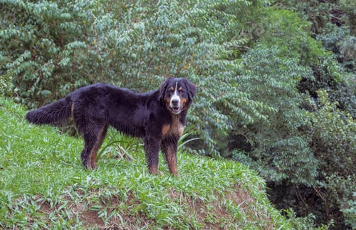 Preview: Cute dog