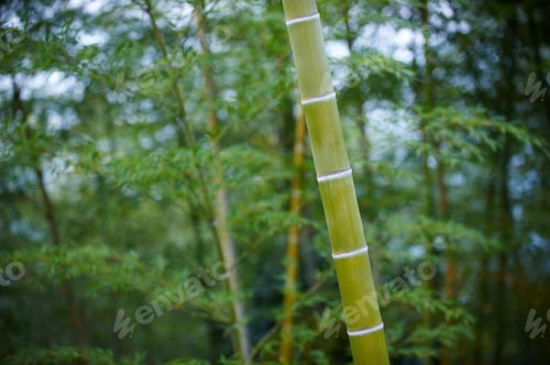Preview: Green Bamboo Forest In China