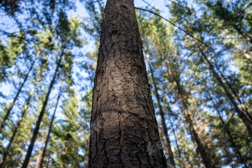 Preview: Close-up of a tree trunk with forest background