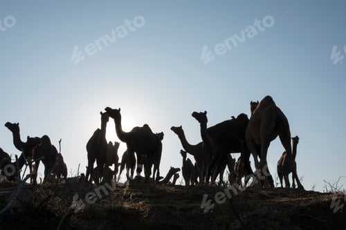 Preview: Silhouette of herd of camels