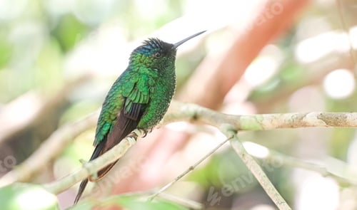 Preview: Green hummingbird, Atlantic forest