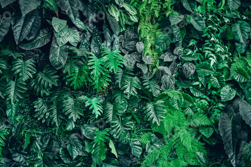 Preview: Close up group of background tropical green leaves texture and abstract background.