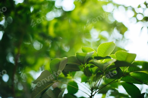Preview: Green leaf background
