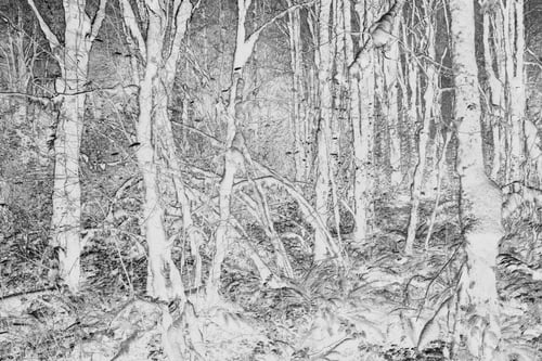 Preview: Black and white abstract (inverted) image of lush temperate rainforest, ferns, and moss-covered