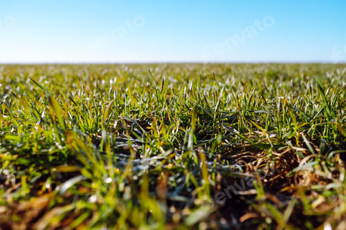 Preview: Wheat in the field. Agriculture background. Green field of young wheat in winter.
