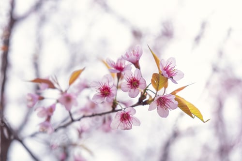 Preview: The beautiful cherry blossom, Chiang Mai, Thailand