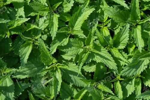Preview: Green nettle background. This plant is used in cooking, medicine and the textile industry.