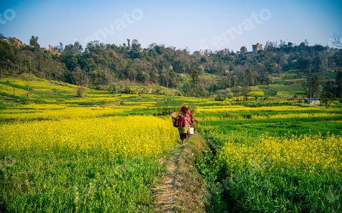 Preview: Beautiful mustard farm land at Kathmandu, Nepal.