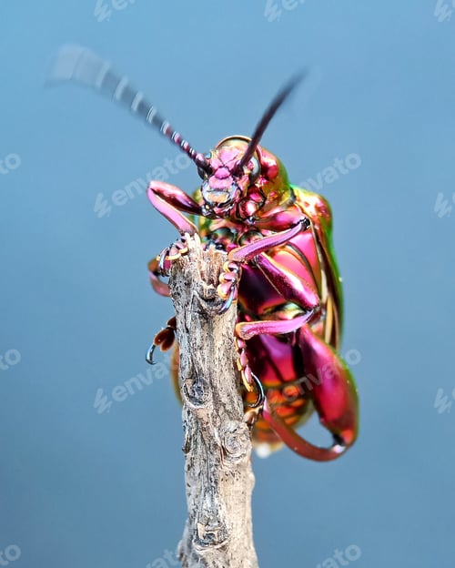 Preview: Insect