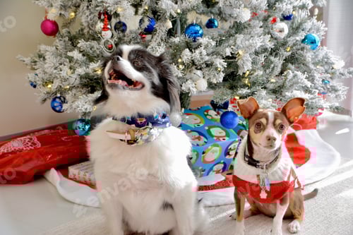 Preview: Festive Furry Friends Celebrate Christmas at Home