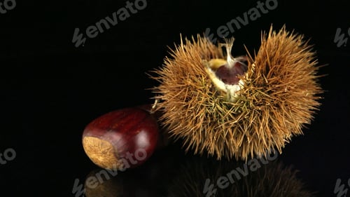 Preview: Chestnuts on a black reflective background
