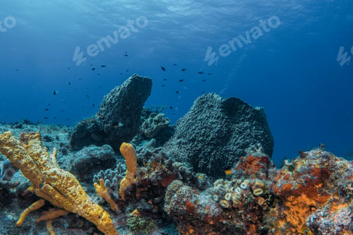 Preview: coral reef macro ,texture, abstract marine ecosystem background on a coral reef