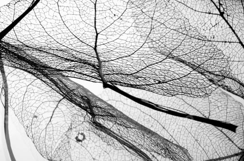 Preview: leaf vein texture background abstract
